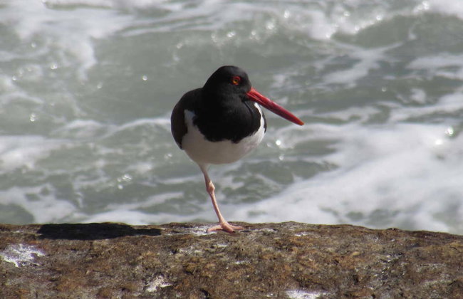Excursion sur les plages d'Imbituba - Photo 3