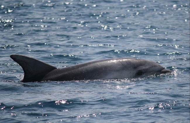 Avistamiento de delfines en la isla de Figarolo - Foto 8