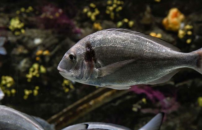 Ingresso do aquário de O Grove - Foto 7