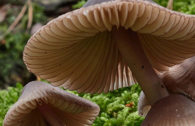 Colheita de cogumelos em Alajar - Foto 1
