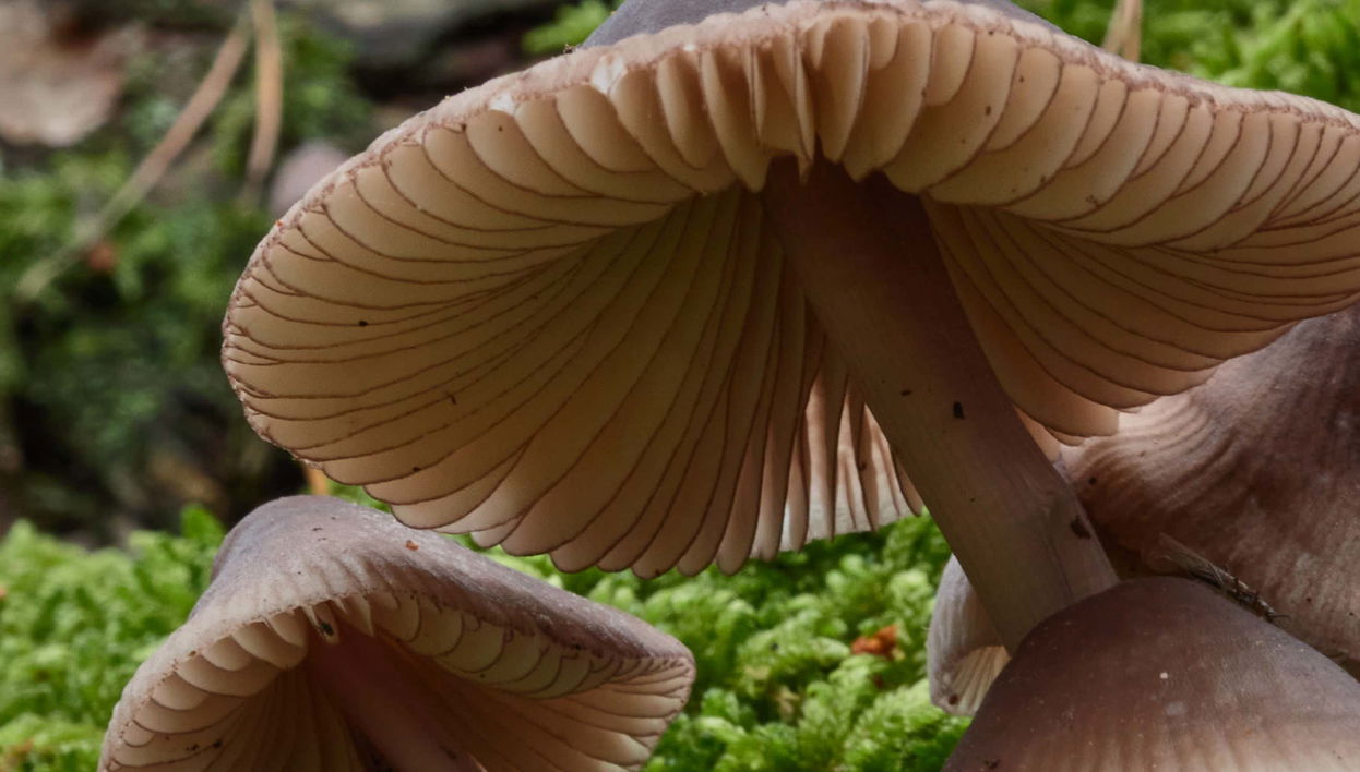 Colheita de cogumelos em Alajar