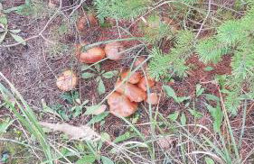 Dom Na Skarpie - Ucieczka Na Wieś - Samodzielne wejście na szyfr, 100m2 - Foto 36