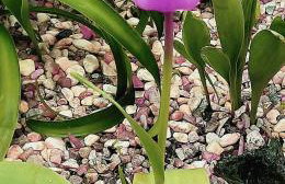 Villa Casa Dina - Foto 35