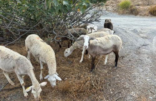 Cortijo La Vista - Foto 24