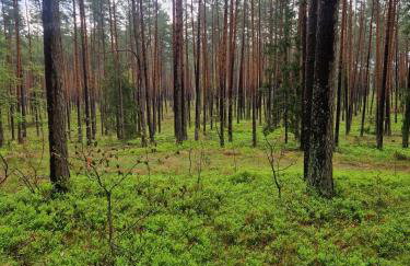 Ranczo KUFLANDIA Średnia Huta - Photo 30