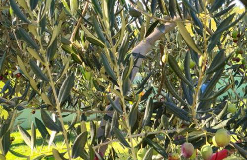 Villa Popovi a Dvori - Six Bedroom Villa with Pool - Foto 46