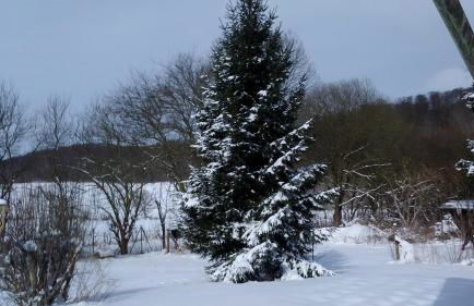 Ferienwohnung Das Fuchsrevier - Foto 24