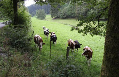 Bio Ferienbauernhof Voß - Foto 12