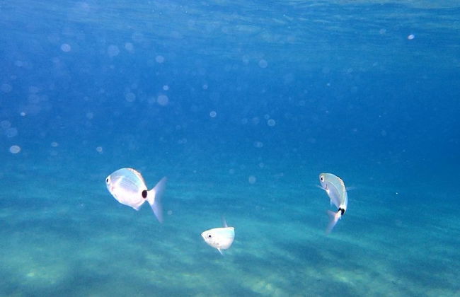 Outstanding Panoramic View, 10΄ Beach, 20΄ Airport - Foto 50