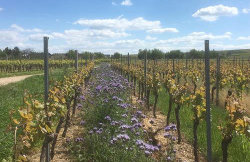 Ferienwohnungen In de goldisch Luft - Foto 21