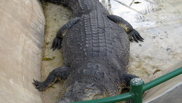 Davao City Sightseeing Tour with Lunch - Photo 3