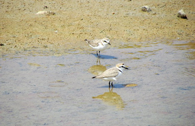 Medio día de observación de aves alrededor de Faro - Foto 6
