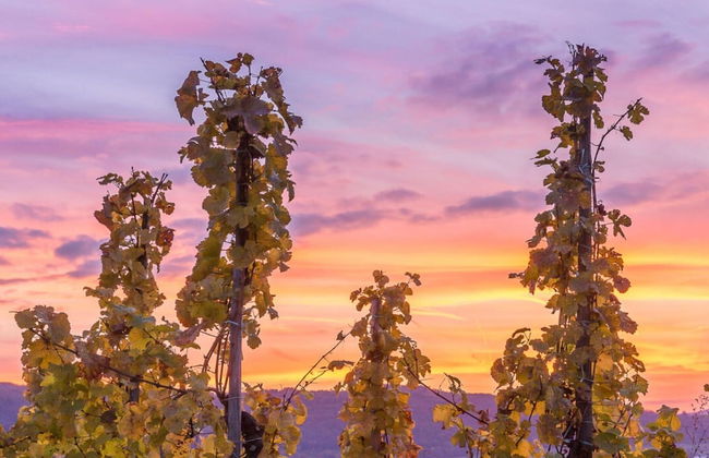 Anton Zimmermann Winery - Photo 7