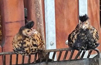 Domaine équestre de la Chênaie - Foto 35