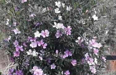 Cabana aconchegante na natureza - Foto 42