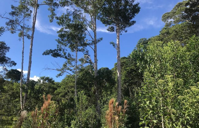 Ayahuaska - Photo 42