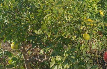 Linda House - Photo 37