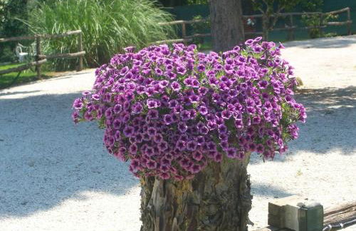 Casale il Colle Deruta - Foto 28