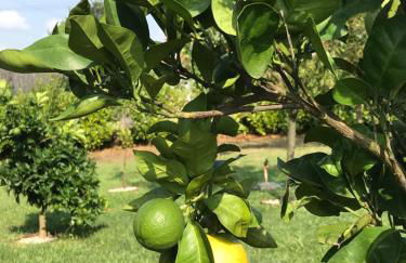 Casa do Villas - Foto 3