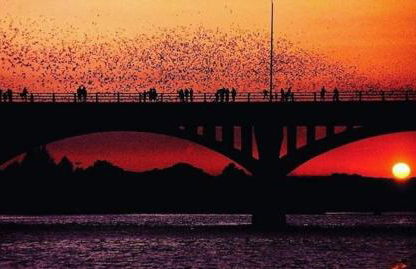 Lamar Treehouse - Photo 55