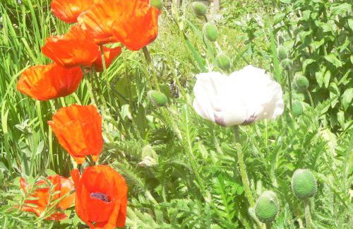 STARA PLEBANIA - Foto 10