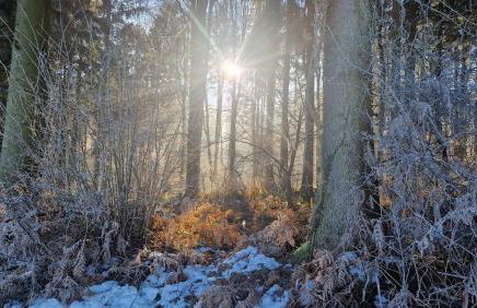 Gemütliche 1-Zimmer-Wohnung im Hildesheimer Wald - Foto 15