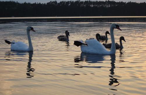 Große Wohnung - Foto 15