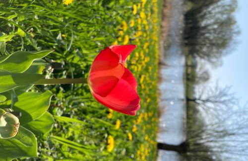 Elbferienhaus Lenzerwische - Raum für gemeinsames Urlauben an der Elbe - Foto 31