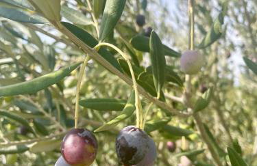 Apartments Julia Trogir - Photo 34