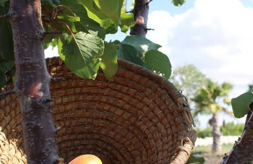 Agriturismo Masseria Cannella - Foto 58