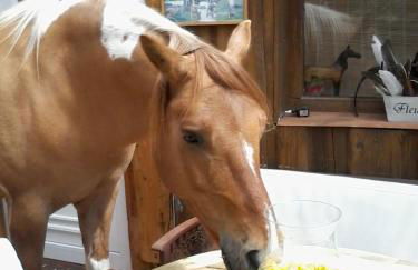 Funny-Farm - Foto 47