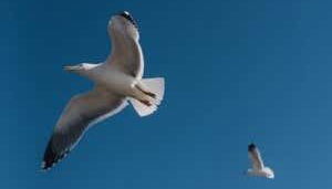 Monopoli + Polignano a Mare Sailing Trip - Foto 4