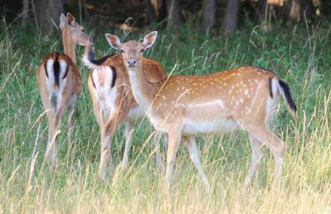 Apartman Djak - Foto 16