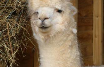 Dartmoor Reach Alpaca Farm - Foto 56