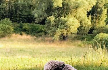 Ptasi Zakątek - Foto 55