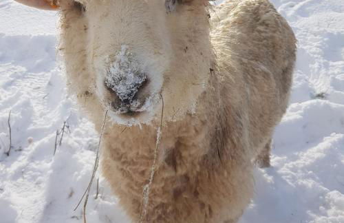 Bastle Retreats Farm Cottage - Foto 29