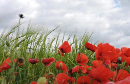 Casa Rural Arroal - Foto 14