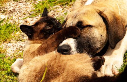 Quintinha Viçosa - Foto 66