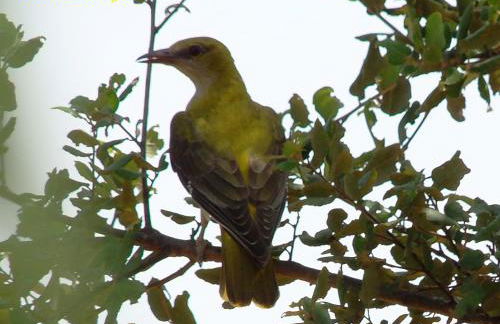 Ninho Da Poupa - Foto 79