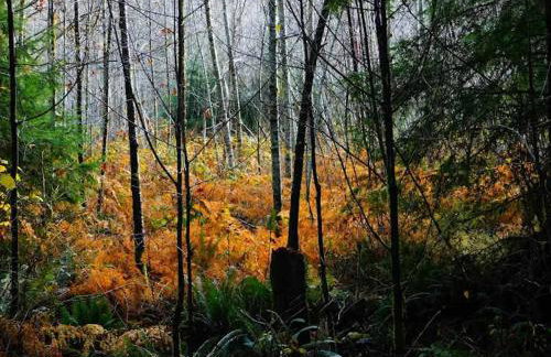 Sauk River Cabins - Hot tub - Firepit - Foto 27