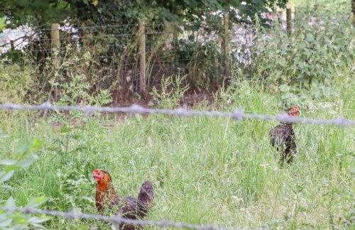 Wren Cottage at Boyke Manor - Foto 58