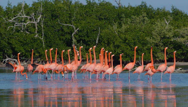 Flamencos de Río Lagartos