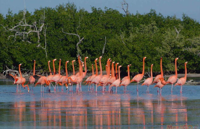 Ek Balam Excursion + Lagartos River Boat Trip - Photo 4