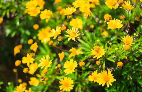 Casa da Portada - Foto 15