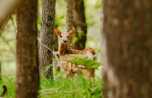 Brandy Bay Hideaway - Foto 43