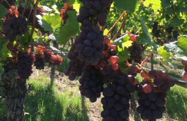 Winzerhof Bitzenhofer - Foto 24