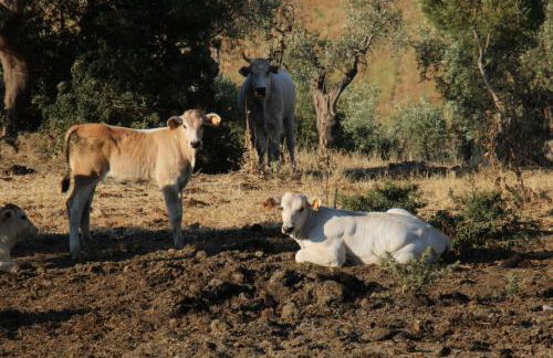 Fattoria Tolomei - Foto 67