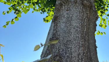 liten lind - Ferienwohnung in Sahlenburg - Foto 4