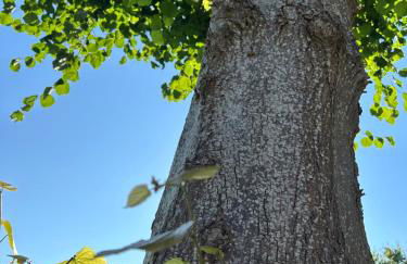 liten lind - Ferienwohnung in Sahlenburg - Foto 4