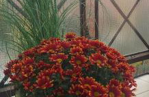 Sudety Canna House - Foto 16